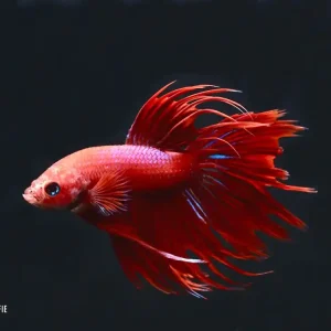 Betta splendens Crowntail Kampffisch: Männchen rot Heißes Angebot